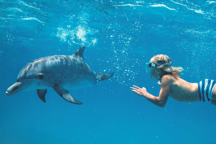 baignade privée avec dauphins tanzanie