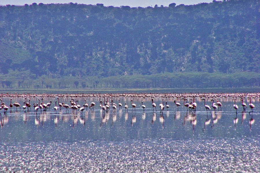 Big Five Lake Nakuru, Kenya, avec une population de flamands roses