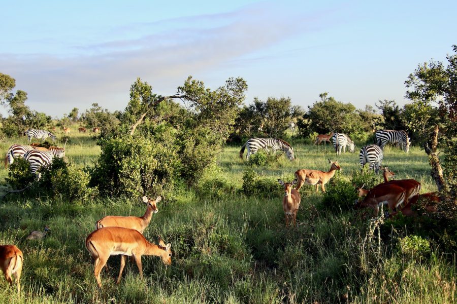 Visite du Parc National d'Akagera, Rwanda