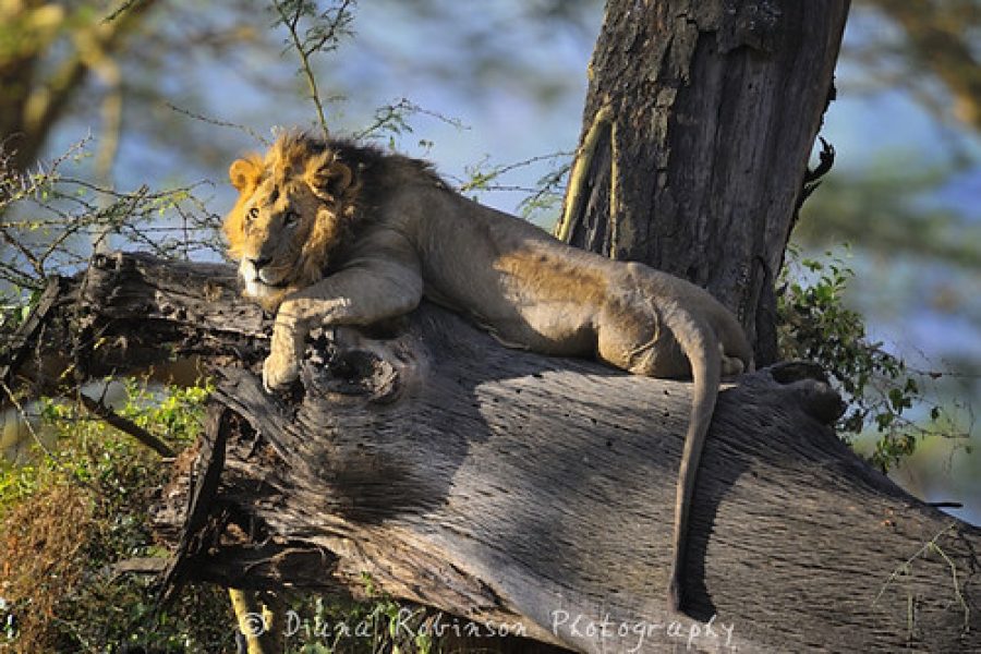 Lion dans un arbre Safari Nakuru Maasai Mara