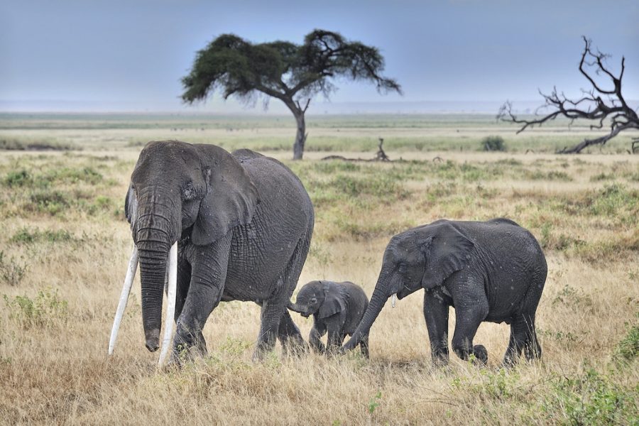 Troupeau d'éléphants dans le parc national d'Amboseli, Kenya