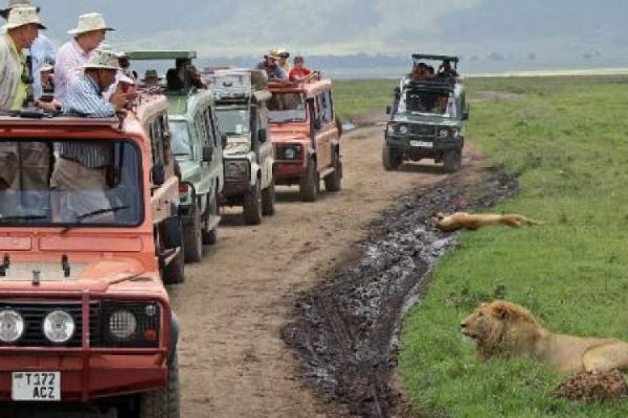 Manyara Serengeti Ngorongoro Zanzibar
