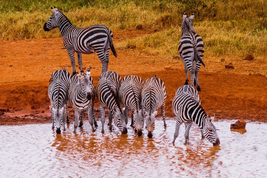 zèbres qui s'abreuvent au Kenya