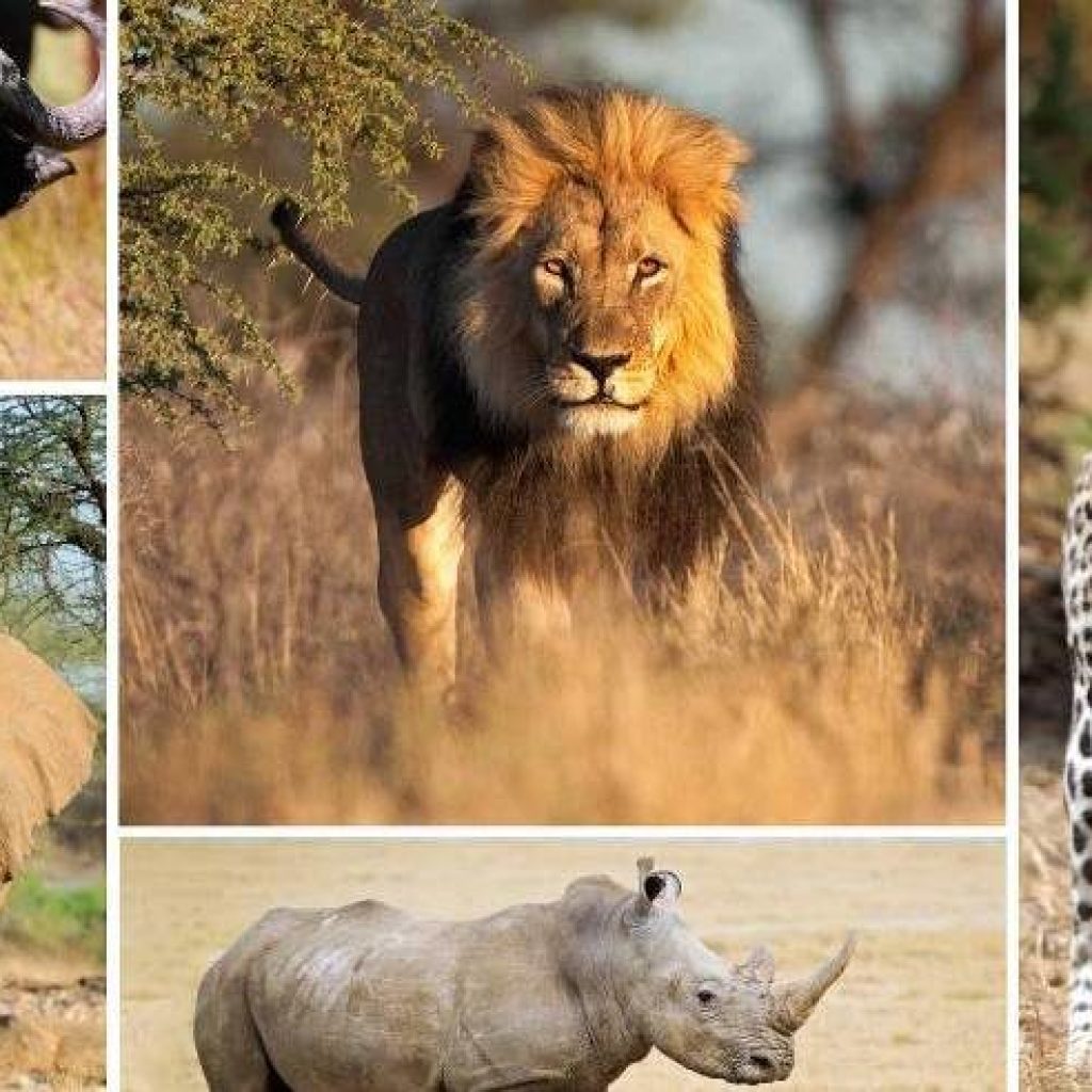 big five afrique