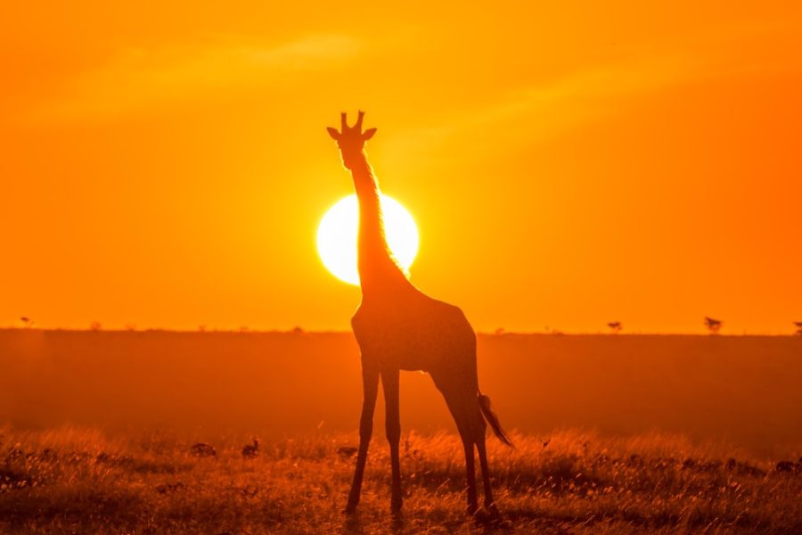 photo d'une girafe au couché de soleil au Kenya