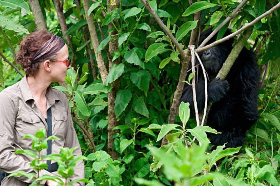 Rencontre avec les gorilles, Rwanda