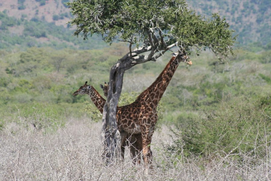 Girafe dans le parc national Akagera