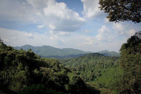 Nyungwe National Park in Rwanda
