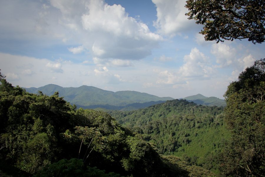 Parc national de Nyungwe au Rwanda