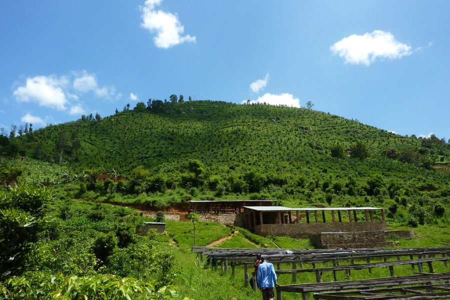 Plantation de café au Rwanda