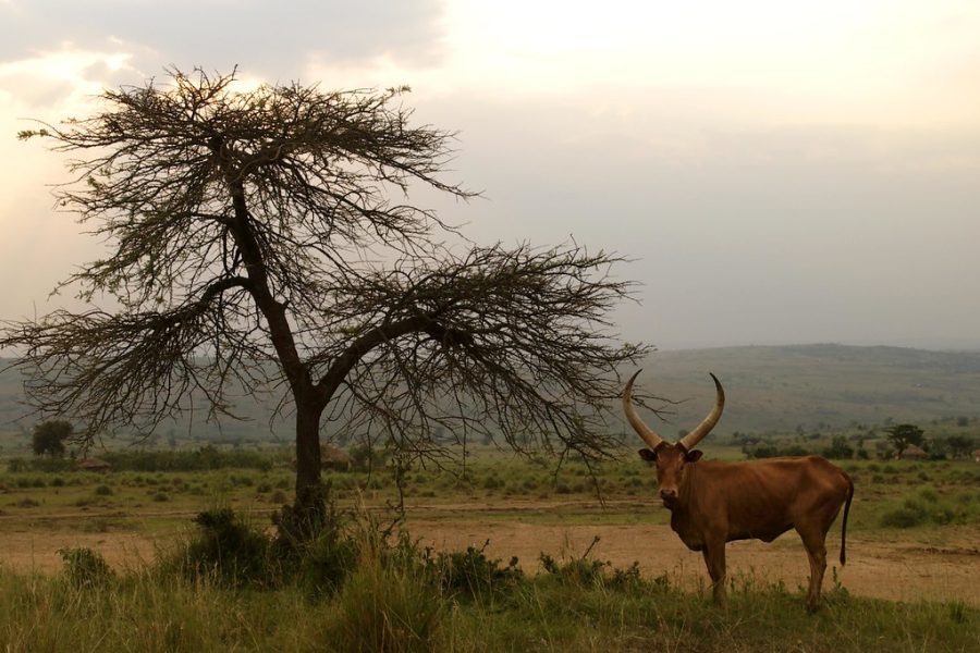 Parc national Akagera au Rwanda