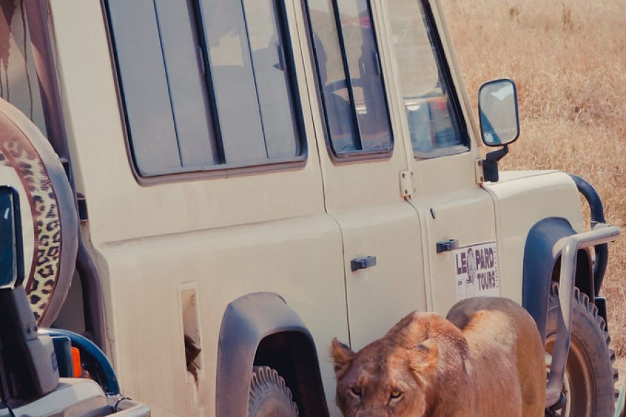 safari en pleine nature au botswana