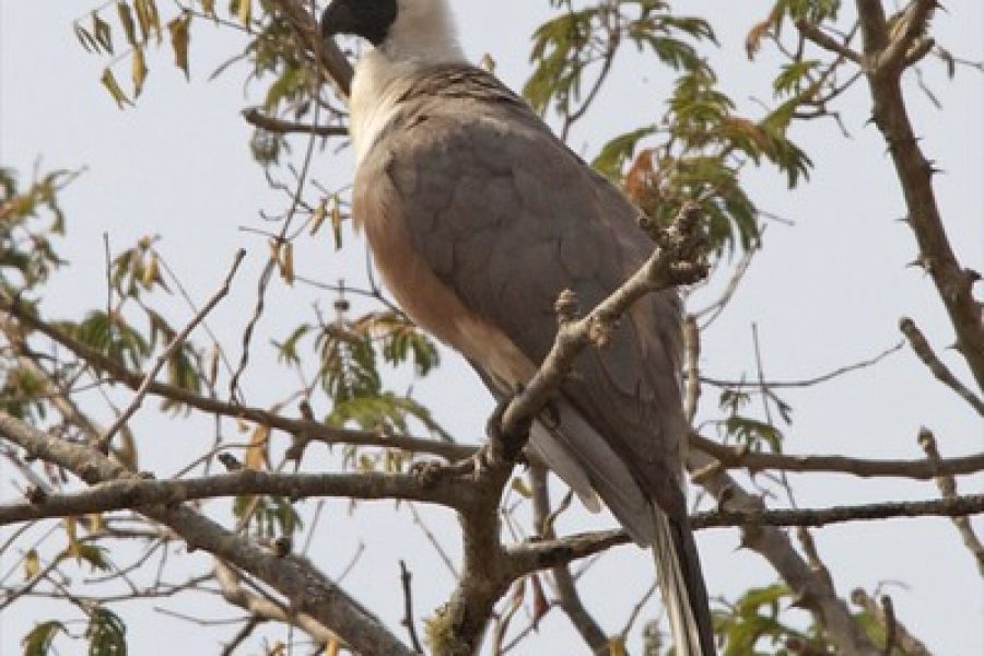 Bare-faced Go-away-bird (Corythaixoides personatus) in Rwanda