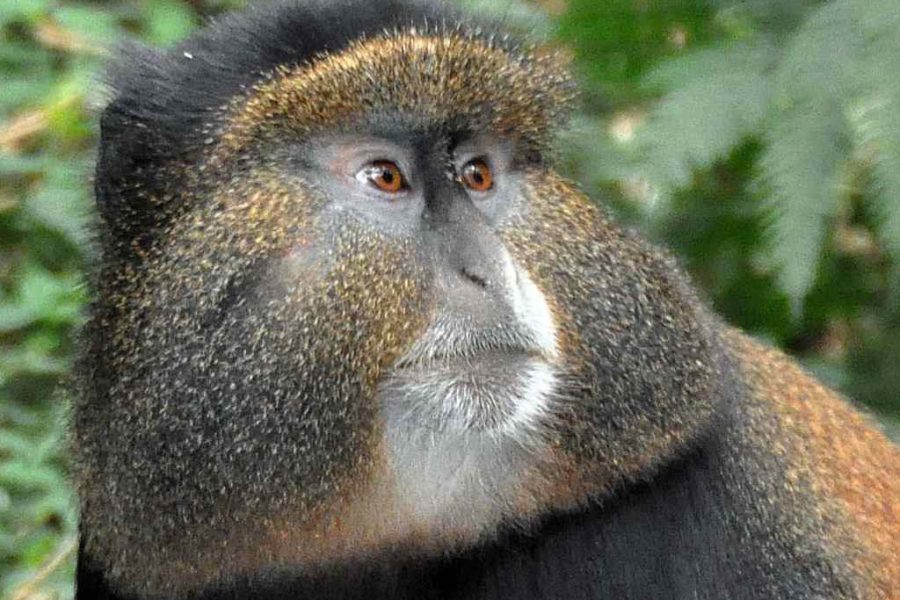 Singe doré au Rwanda