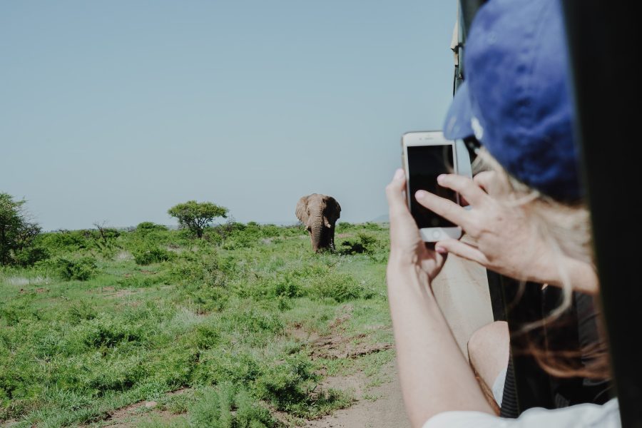 person holding smartphone taking photo of brown elephant safari somone Bandia