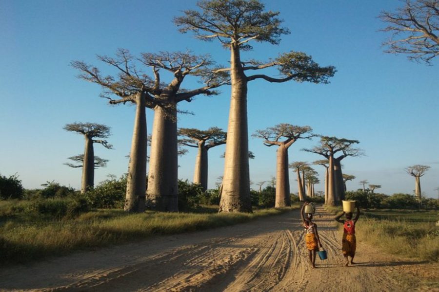 Voyage côte ouest Chemin de baobabs, Madagascar