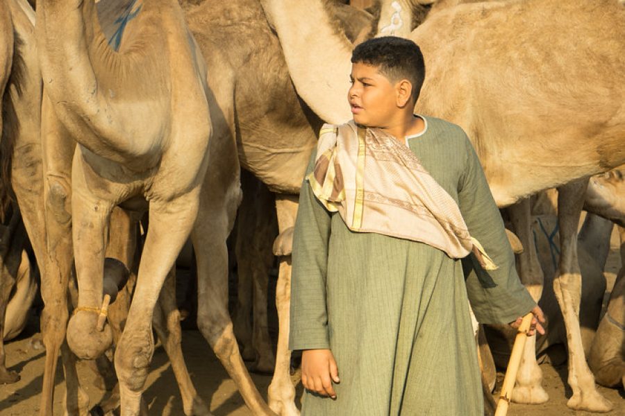 Visite du marché aux chameaux de Birqash, Égypte
