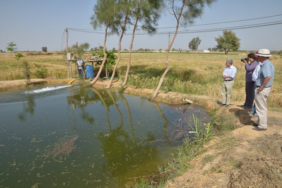 Visite d'une ferme en Égypte