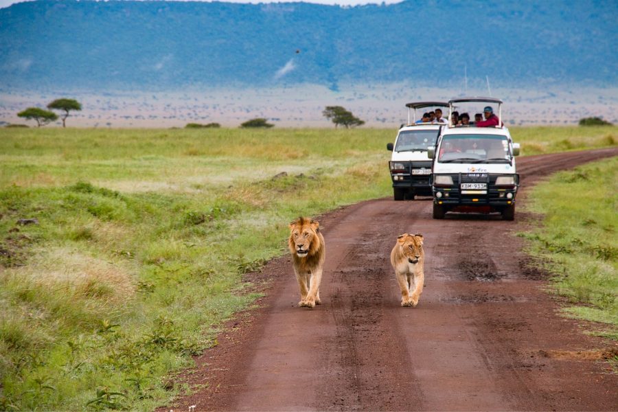 Nord Botswana brown lion and lioness walking on dirt road during daytime