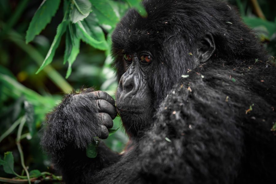 Gorille de montagne au Rwanda