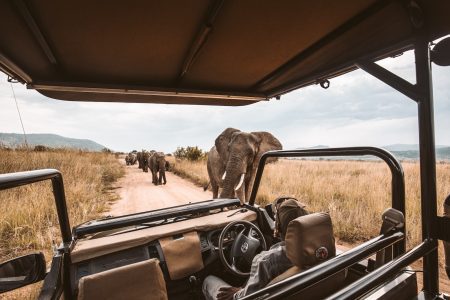 Kalahari Botswana elephants on rad