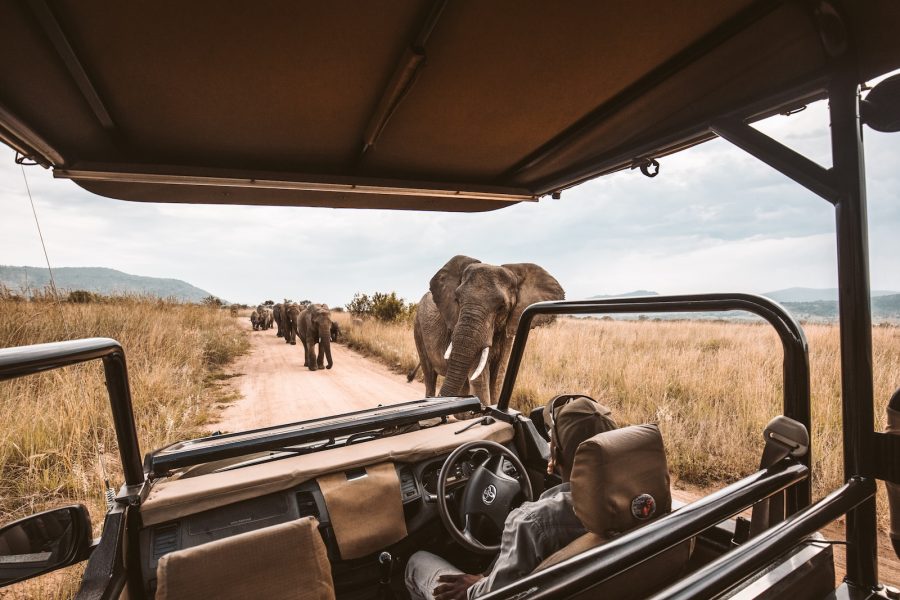 Kalahari Botswana elephants on rad