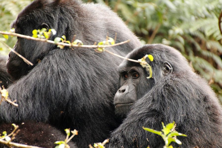 Safari Ouganda primates black gorilla on green grass during daytime