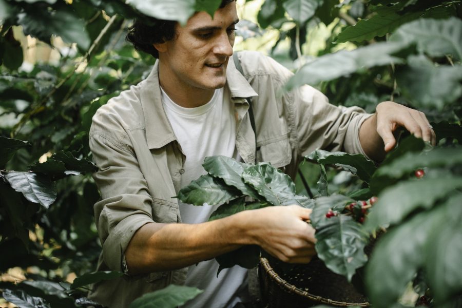 Crop focused male with wicker basket collecting ripe coffee beans while standing near green branches during harvesting season in woods