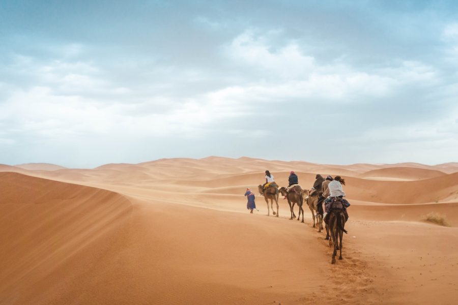 group of people riding on camels