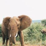 les meilleurs parcs nationaux afrique du sud