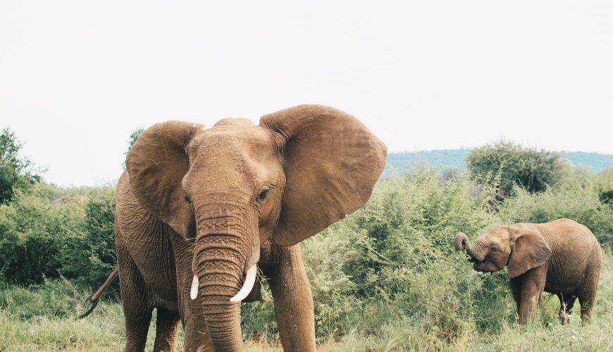 les meilleurs parcs nationaux afrique du sud