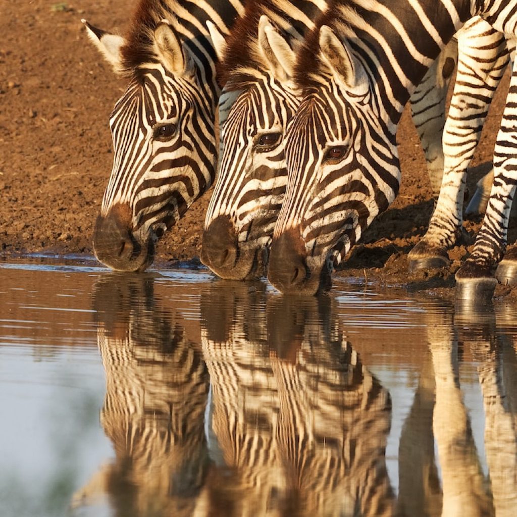 three zebra drinking water on river