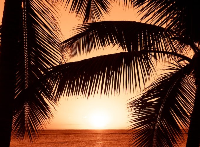 silhouette photography of two coconut trees near body water during golden hour