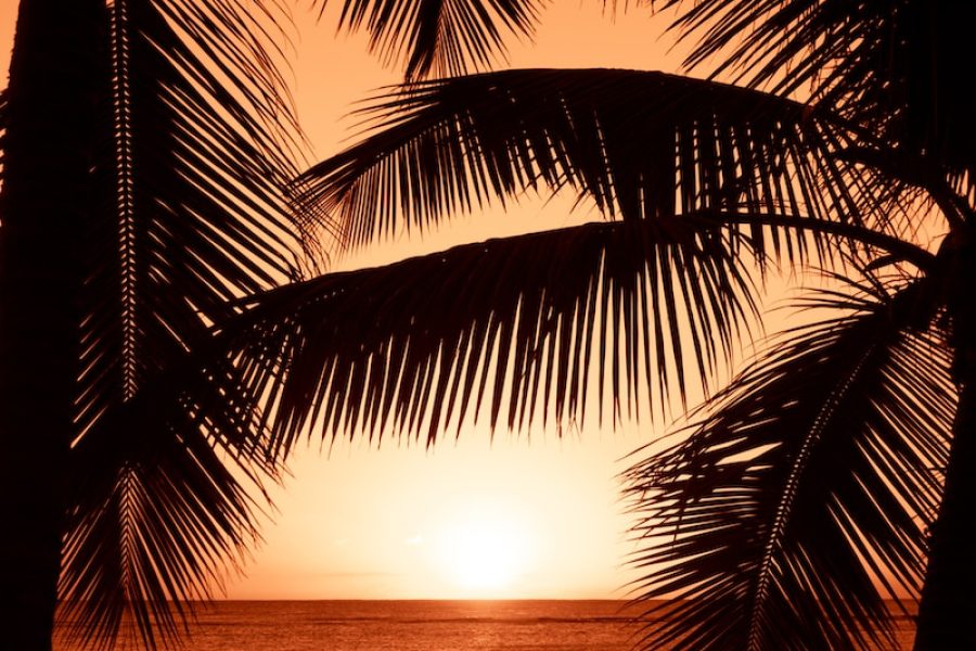 silhouette photography of two coconut trees near body water during golden hour