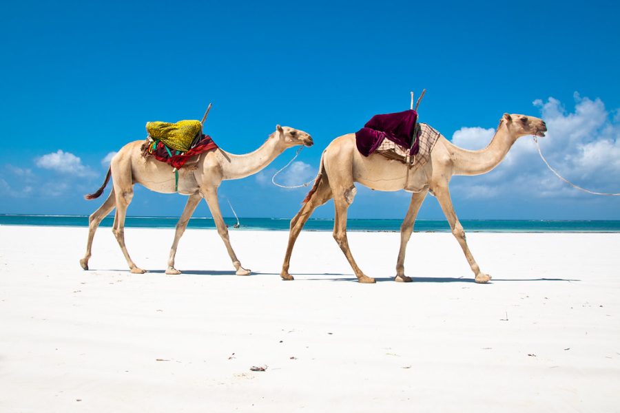 5 Jours Plage Et Safaris – Kenya