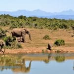 afrique du sud