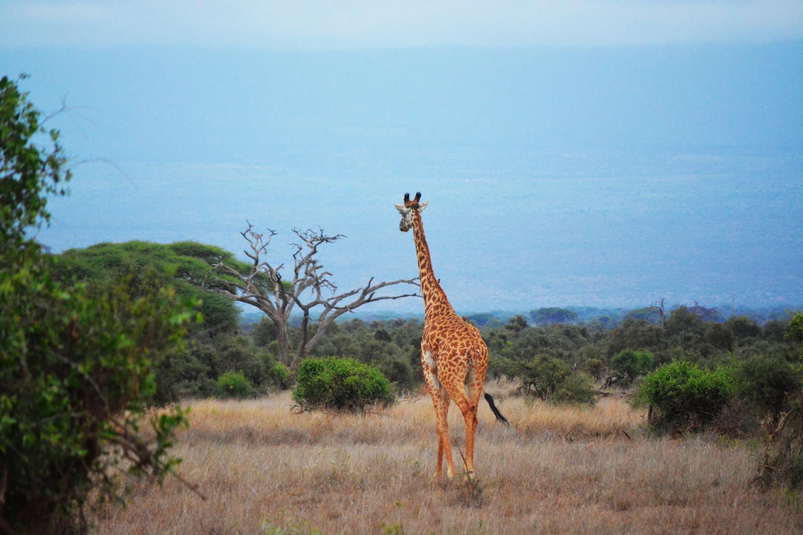 Parc zoologique de Johannesburg