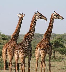 Safari en Afrique du Sud