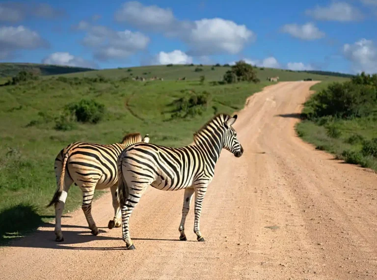 safari watoosee