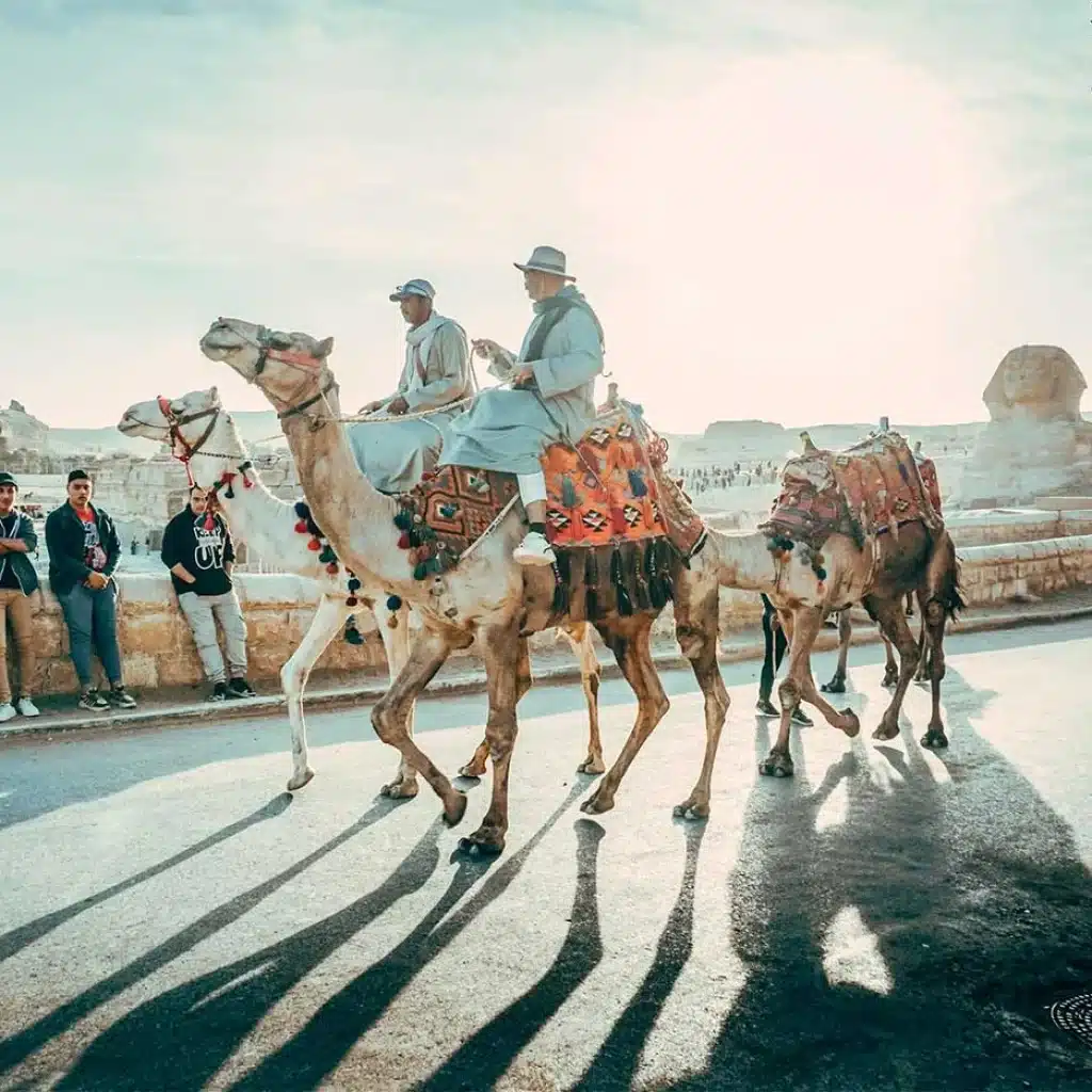 hommes chameau egypte