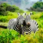 zebre afrique watoosee