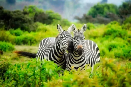 les meilleures destinations en afrique pour un voyage inoubliable