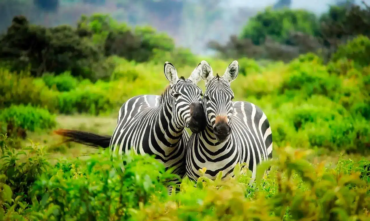zebre afrique watoosee