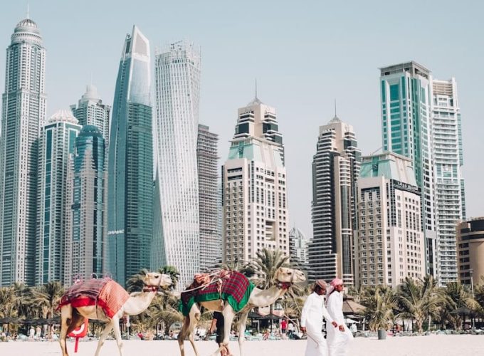 camels on beach sands
